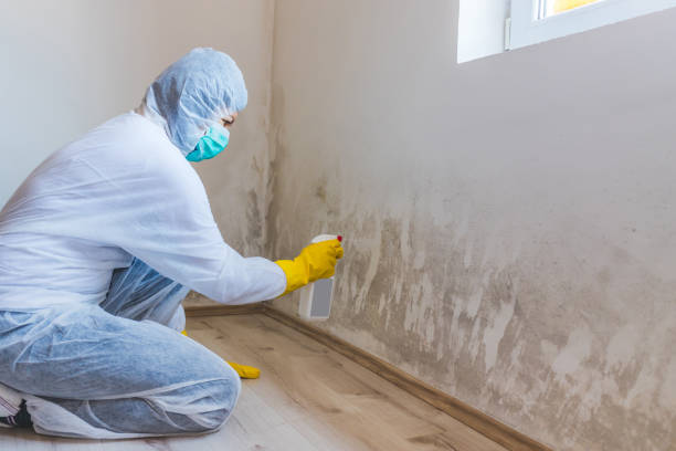 Licensed Basement Mold Remediation service in Rockville Centre, NY - WQB Mold Removal