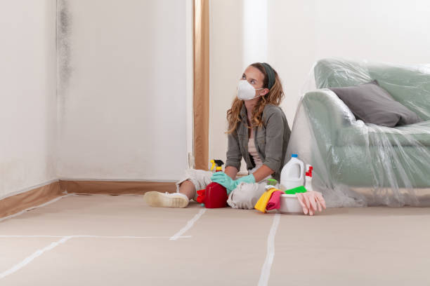 Reliable Basement Mold Remediation contractor in Rockville Centre, NY by WQB Mold Removal